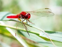 Crocothemis erythraea 12, Vuurlibel, Saxifraga-Bart Vastenhouw