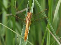 Crocothemis erythraea 16, Vuurlibel, Saxifraga-Henk Baptist