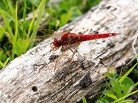 Crocothemis erythraea 17, Vuurlibel, Saxifraga-Bart Vastenhouw