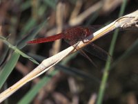 Crocothemis erythraea 2, Vuurlibel, Vlinderstichting-Ben Prius