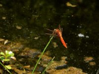 Crocothemis erythraea 20, Vuurlibel, Saxifraga-Ed Stikvoort