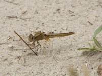 Crocothemis erythraea 23, Vuurlibel, Saxifraga-Willem van Kruijsbergen