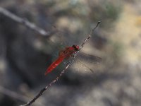 Crocothemis erythraea 3, Vuurlibel, Vlinderstichting-Kars Veling