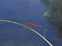 Crocothemis erythraea 5, Vuurlibel, male, Vlinderstichting-Albert Vliegenthart