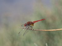 Crocothemis erythraea 6, Vuurlibel, male, Vlinderstichting-Antoin van der Heijden