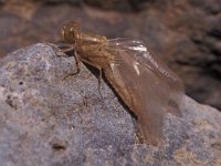 Crocothemis erythraea 9, Vuurlibel, Vlinderstichting-Ben Prius