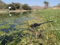 Diplacodes lefebvrei 1, Saxifraga-Rob Felix : Animalia, Arthropoda, Insecta, Odonata, animal, arthropod, dargonfly, dier, dieren, geleedpotige, geleedpotigen, insect, insecten, juffer, libel, libellen