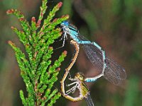 Enallagma cyathigerum, Common Blue Damselfly