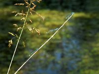 Enallagma cyathigerum 12, Watersnuffel, male, Saxifraga-Jan van der Straaten