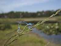 Enallagma cyathigerum 31, Watersnuffel, Saxifraga-Rob Felix : Animalia, Arthropoda, Insecta, Odonata, Project Natuurbalans, animal, arthropod, dargonfly, dier, dieren, geleedpotige, geleedpotigen, insect, insecten, juffer, libel, libellen