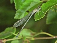 342_19, Watersnuffel : Watersnuffel, Enallagma cyathigerum, couple, male