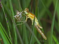 346_22, Watersnuffel : Watersnuffel, Enallagma cyathigerum, couple, drying