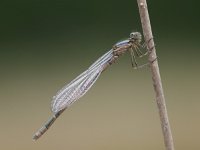 Enallagma cyathigerum Common Blue Damselfly green background  green insect resting on grass : Bug, Common Blue Damselfly, Damselfly, Enallagma, Enallagma cyathigerum, Netherlands, blue, bugs, close, close up, close-up, closeup, common, cyathigerum, dragonfies, dragonfly, dutch, fly, flying, front, garden, green, helicopter, insect, insects, lace, leaf, leaves, lepidoptera, macro, natural, nature, odonata, park, pattern, pest, plant, red, spring, springtime, summer, tail, twig, up, wing, wings