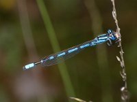 Enallagma cyathigerum 7, Watersnuffel, male, Saxifraga-Kees Marijnissen