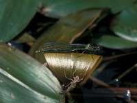 Erythromma najas, Red-eyed Damselfly