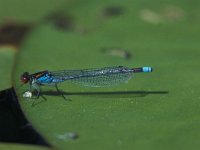 Erythromma najas 10, Grote roodoogjuffer, male, Vlinderstichting-Robert Ketelaar