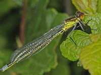 Grote roodoogjuffer  #48344 : Erythromma najas, Grote roodoogjuffer, Red-eyed Damselfly, male