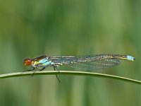 Mannetje Grote roodoogjuffer  Mannetje Grote roodoogjuffer zit te rusten op een blad : Erythromma najas, Grote roodoogjuffer, biotoop, dier, fauna, insect, juffer, libel, libelle, macro, mannetje, natuur, natuurbeheer, natuurbeleid, natuurlijk, natuurlijke, omgeving, roodoogjuffer, sloot, slootkant, waterjuffer, waterkwaliteit