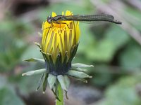 Erythromma najas 18, Grote roodoogjuffer, Saxifraga-Peter Meininger