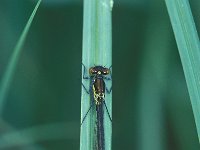 Erythromma najas 2, Grote roodoogjuffer, Vlinderstichting-Robert Ketelaar