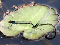 Erythromma najas 21, Grote Roodoogjuffer, Saxifraga-Henk Baptist