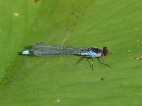 Erythromma najas 5, Grote roodoogjuffer, male, Vlinderstichting-Tim Termaat