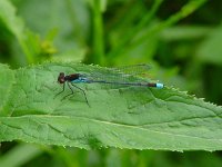 Erythromma najas 6, Grote roodoogjuffer, male, Saxifraga-Willem Jan Hoeffnagel