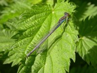 Erythromma viridulum 8, Kleine roodoogjuffer, female, Saxifraga-Peter Meininger