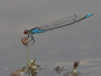 Erythromma viridulum 2, Kleine roodoogjuffer, male, Saxifraga-Luc Hoogenstein