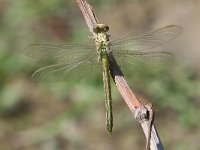 Gomphus flavipes 2, Rivierrombout, Vlinderstichting-Tim Termaat