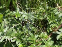 Gomphus flavipes 4, Rivierrombout, Saxifraga-Peter Meininger