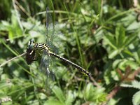 Gomphus flavipes 5, Rivierrombout, Saxifraga-Peter Meininger