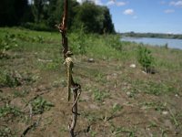 Gomphus flavipes 1, Rivierrombout, Vlinderstichting-Tim Termaat