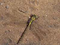 Gomphus pulchellus 2, Plasrombout, Saxifraga-Frits Bink