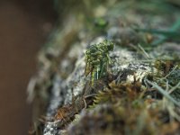 Gomphus pulchellus 5, Plasrombout, leaving larva, Vlinderstichting-Annette van Berkel