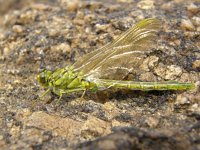 Gomphus pulchellus 7, Plasrombout, Saxifraga-Rudmer Zwerver