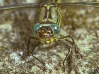 354_31, Plasrombout : Plasrombout, Gomphus pulchellus