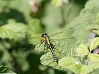 Gomphus schneideri