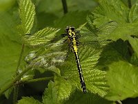 Gomphus vulgatissimus, Club-tailed Dragonfly