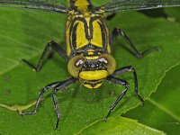 Gomphus vulgatissimus 11, Beekrombout, female, Saxifraga-Ab H Baas