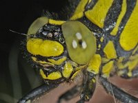 Gomphus vulgatissimus 12, Beekrombout, female, Saxifraga-Ab H Baas