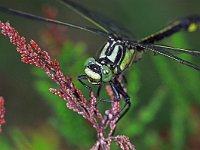 441N_09C, Beekrombout-M- : Beekrombout, Gomphus vulgatissimus, male