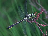 441N_15C, Beekrombout-M- : Beekrombout, Gomphus vulgatissimus, male