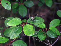 441N_01C, Beekrombout-M- : Beekrombout, Gomphus vulgatissimus, male