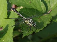 Gomphus vulgatissimus 23, Beekrombout, Saxifraga-Henk Baptist