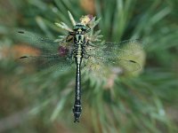 Gomphus vulgatissimus 8, Beekrombout, male, Vlinderstichting-Jaap Bouwman : vacantie