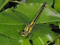 Gomphus vulgatissimus 9, Beekrombout, female, Saxifraga-Ab H Baas