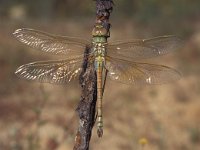 Hemianax ephippiger, Vagrant Emperor