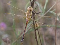 Zadellibel, Vagrant Emperor  Pas uitgeslopen zadellibel in Hongarije. Deze soort plant zich zeer zelden in Europa voor. : Anax ephippiger, Hemianax ephippiger, Hongarije, Vagrant Emperor, Zadellibel, dragonfly, fresh male, hungary, insect, libel, pas uitgeslopen man, summer, zomer