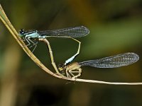 Lantaarntje 01 : Ischnura elegans, Lantaarntje, copula